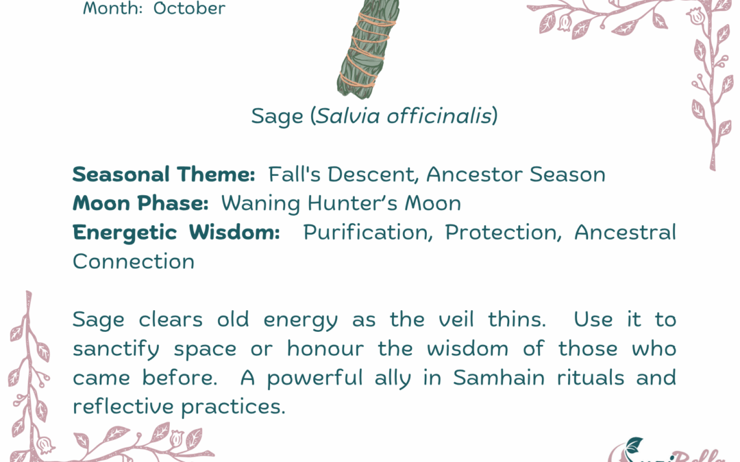 Sage (Salvia officinalis)