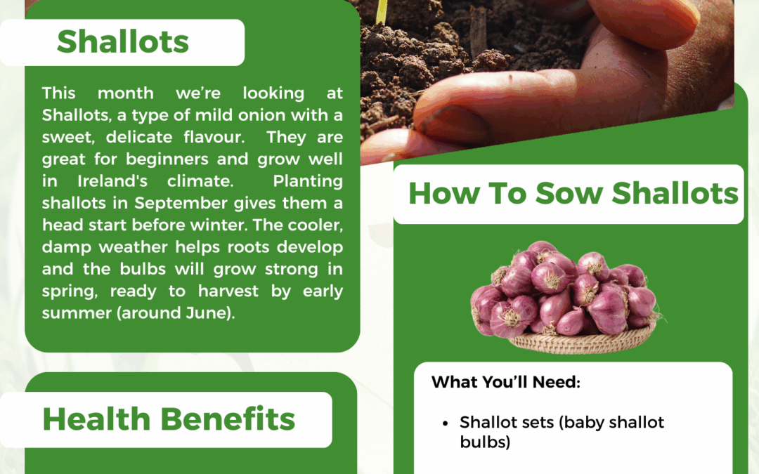 Setting Shallot Bulbs in September