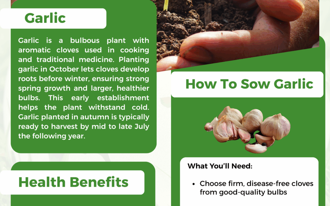 Setting Garlic Cloves in October