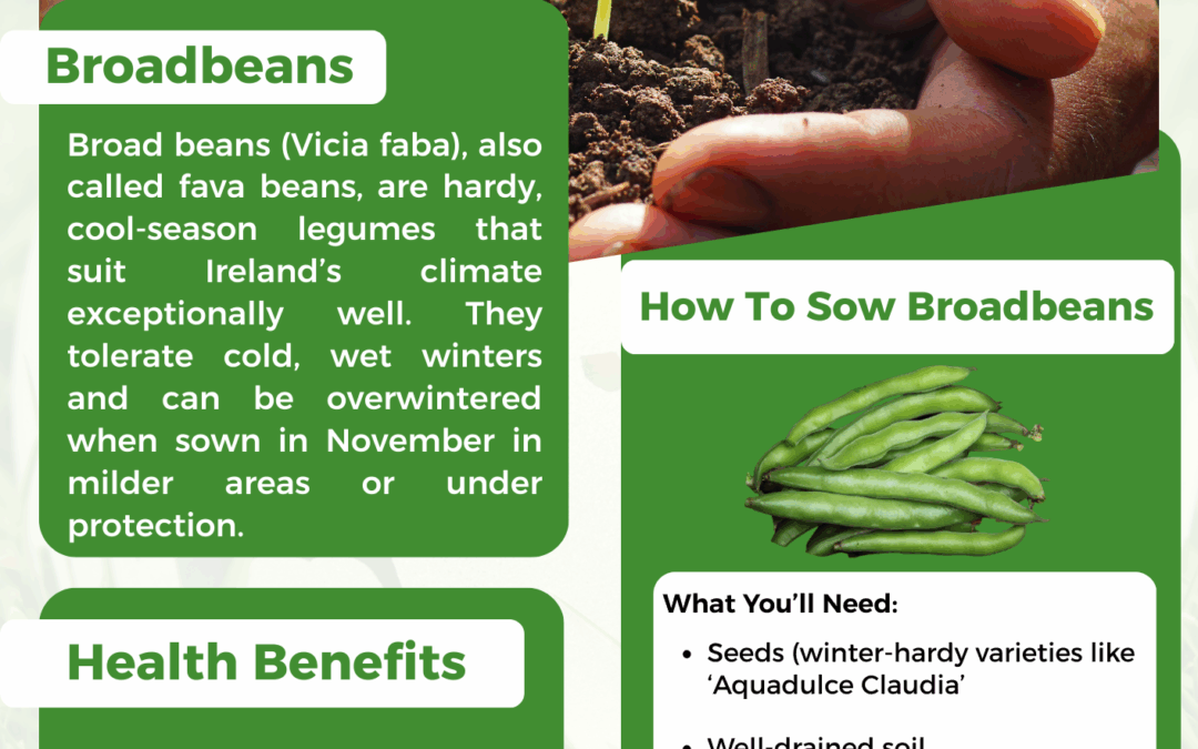 Setting Broadbeans in November