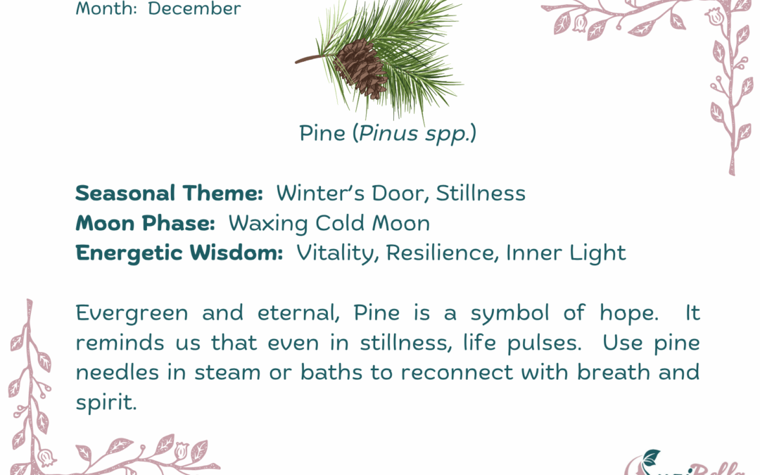 Pine (Pinus spp.)