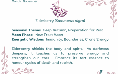 Elderberry (Sambucus nigra)