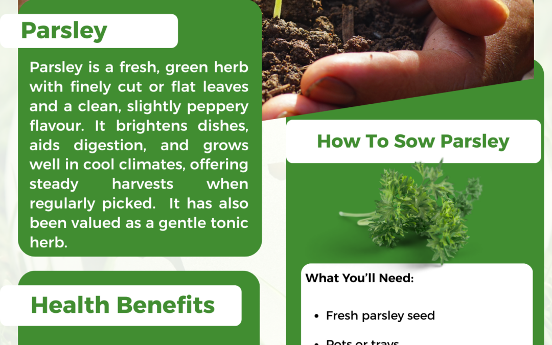 Setting Parsley in December