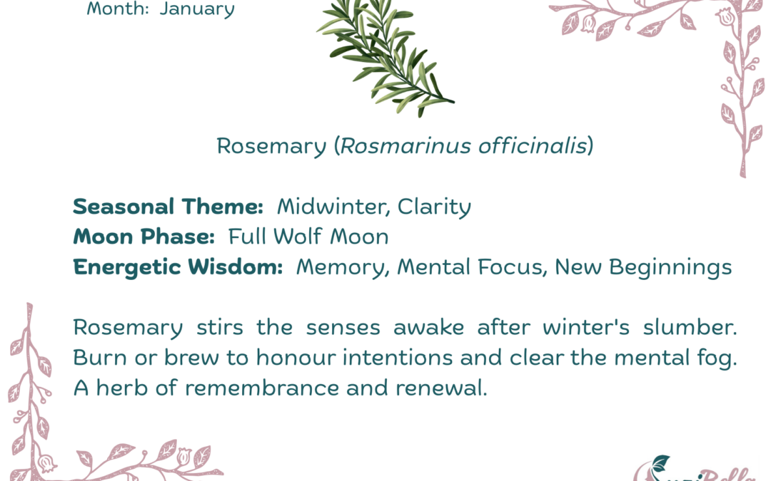 Rosemary (Rosmarinus officinalis)