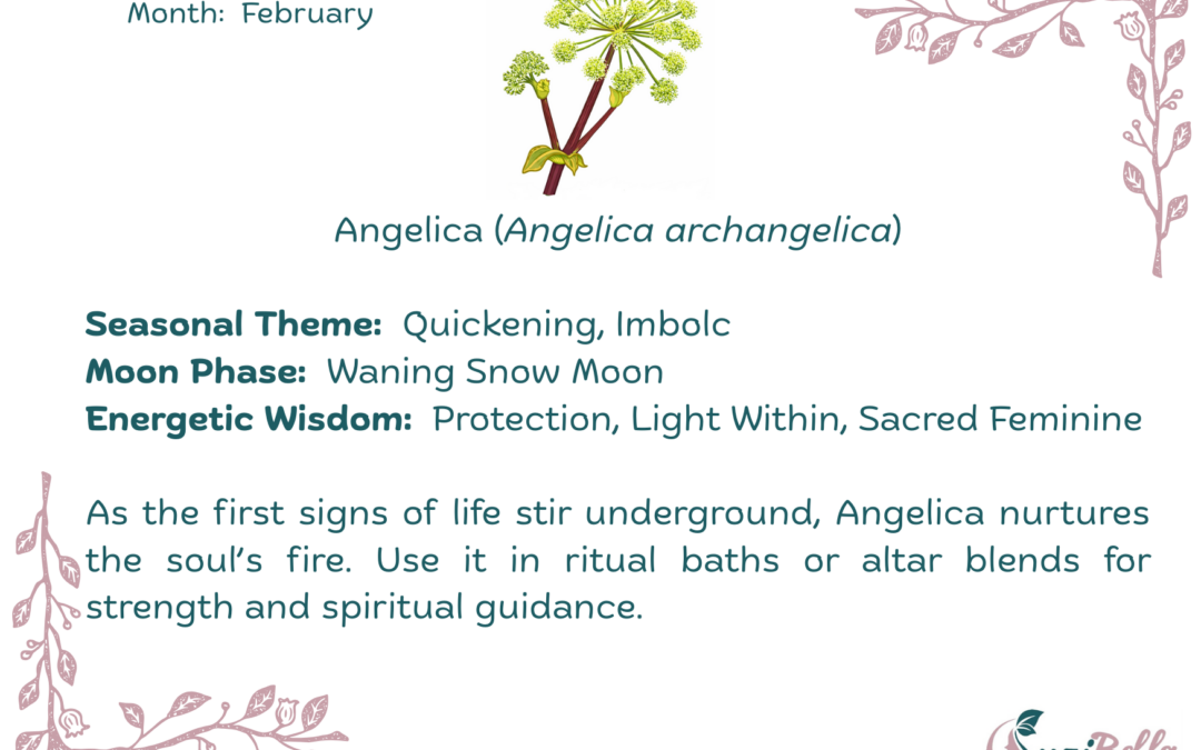 Angelica (Angelica archangelica)