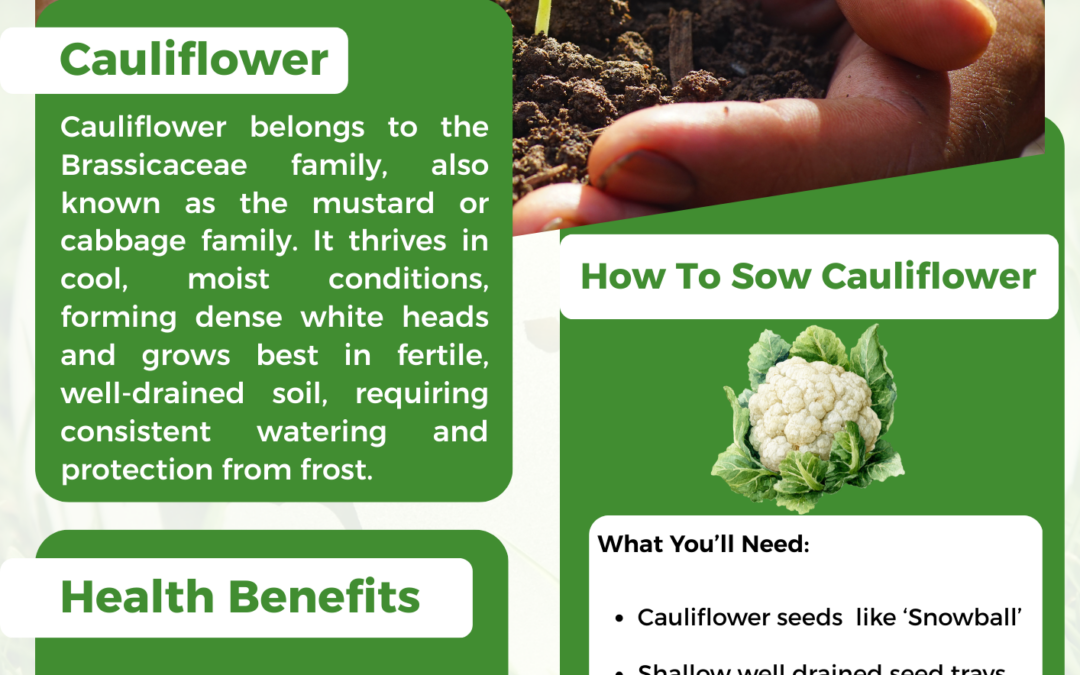 Setting Cauliflower in February
