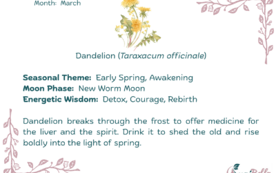 Dandelion (Taraxacum officinale)