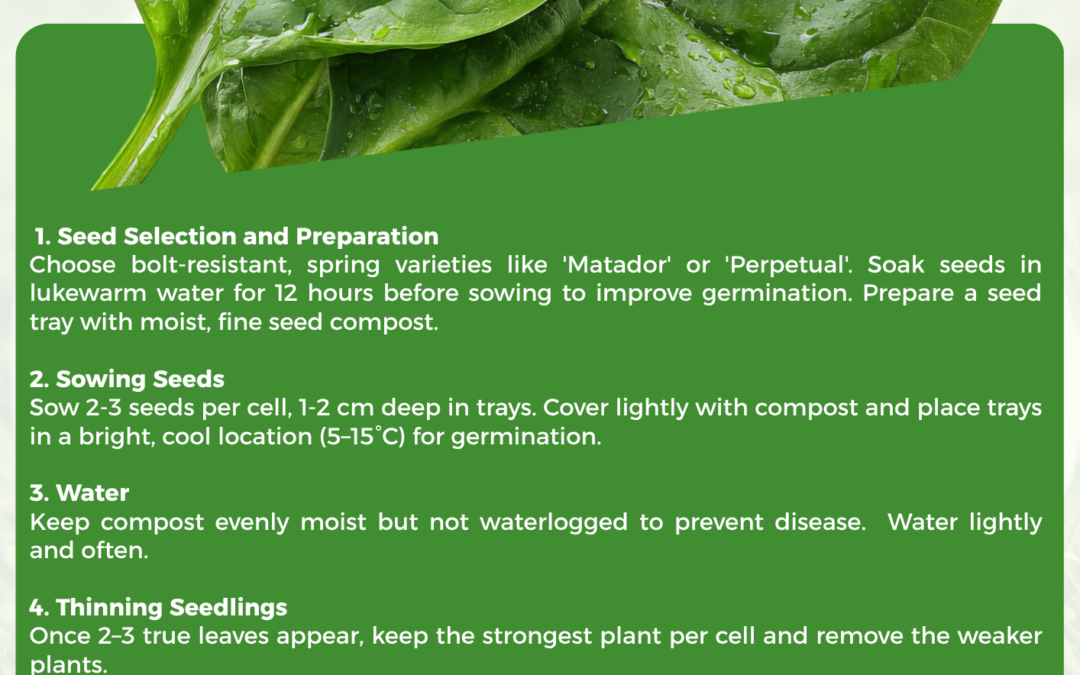 Sowing Spinach in March