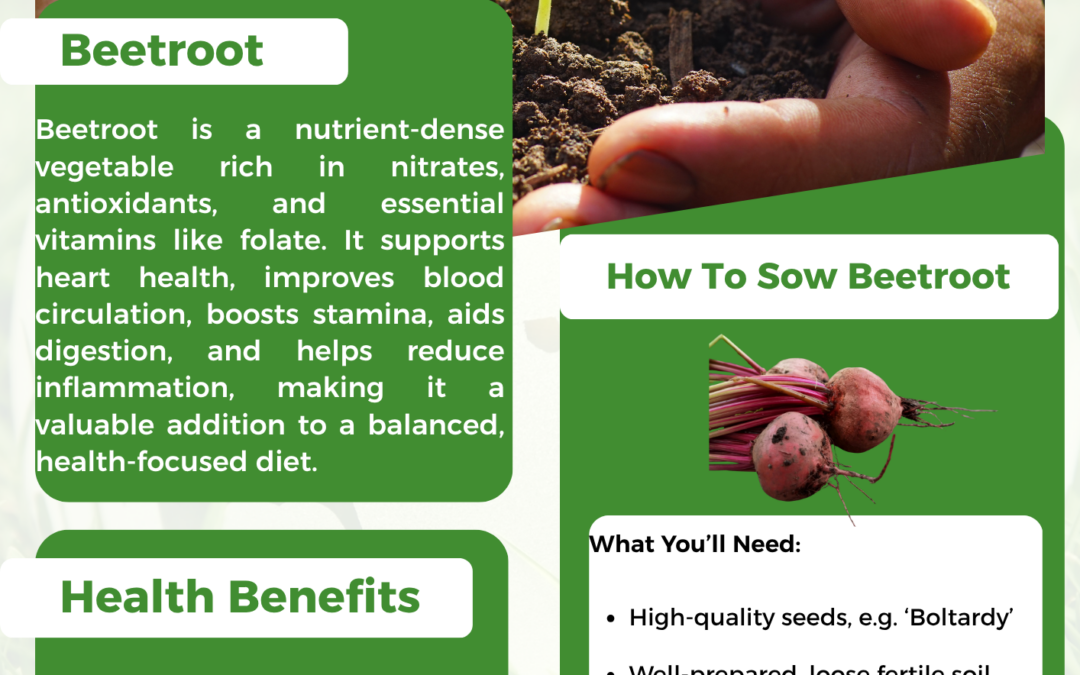 Sowing Beetroot in April