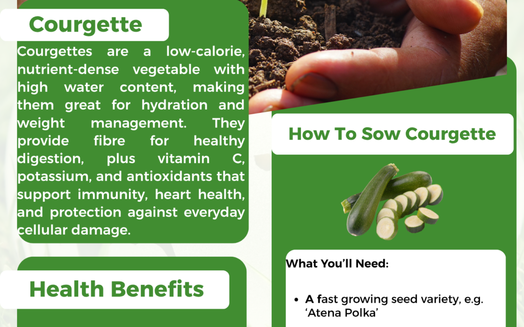 Sowing Courgette in May