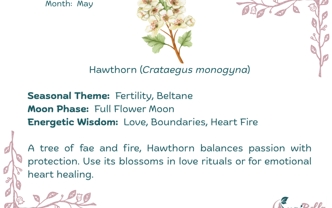 Hawthorn (Crataegus monogyna)