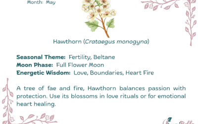 Hawthorn (Crataegus monogyna)