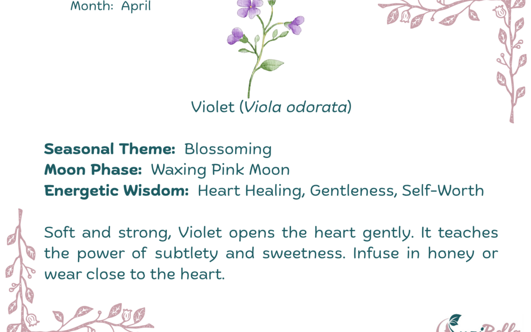 Violet (Viola odorata)