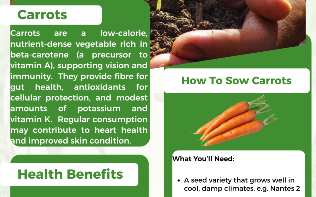 Sowing Carrots in June