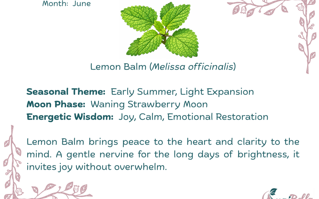 Lemon Balm (Melissa officinalis)
