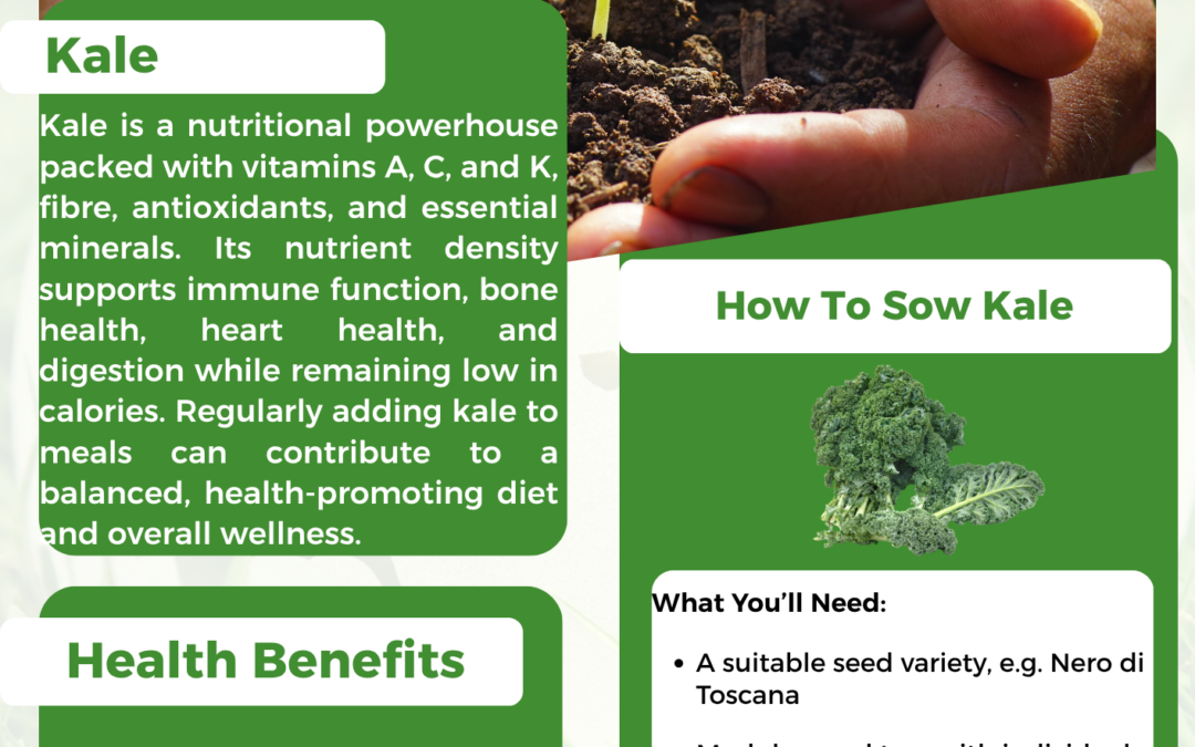 Sowing Kale in July