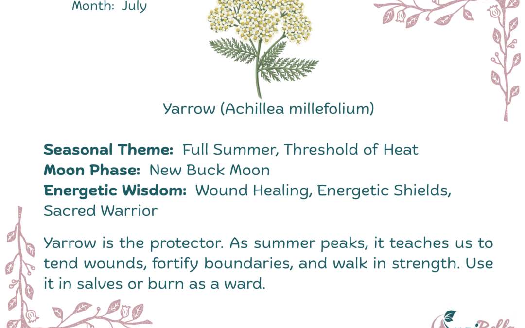 Yarrow (Achillea millefolium)