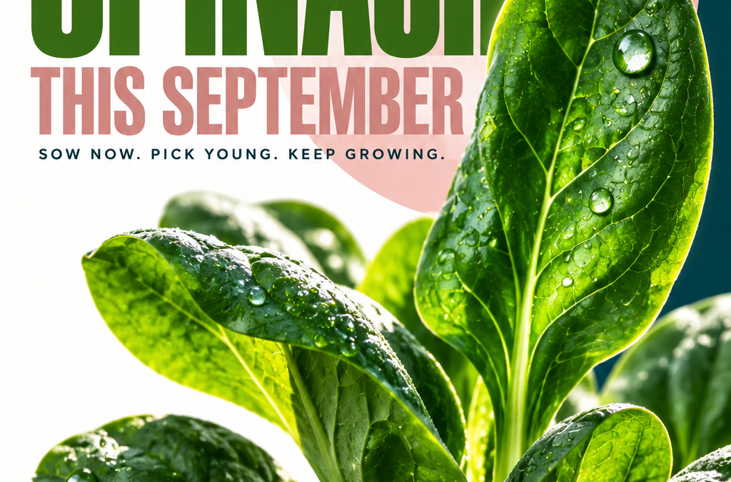 From tiny seed to vibrant green—SEPTEMBER is where your SPINACH story begins